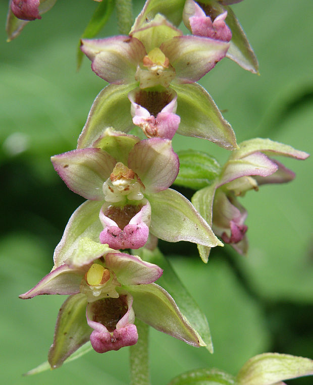 kruštík širokolistý pravý Epipactis helleborine subsp. helleborine (L.) Crantz