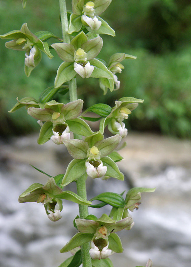 kruštík širokolistý pravý Epipactis helleborine subsp. helleborine (L.) Crantz