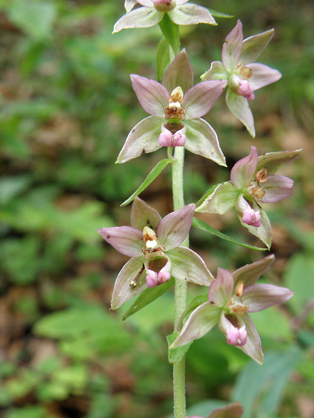 kruštík širokolistý pravý Epipactis helleborine subsp. helleborine (L.) Crantz