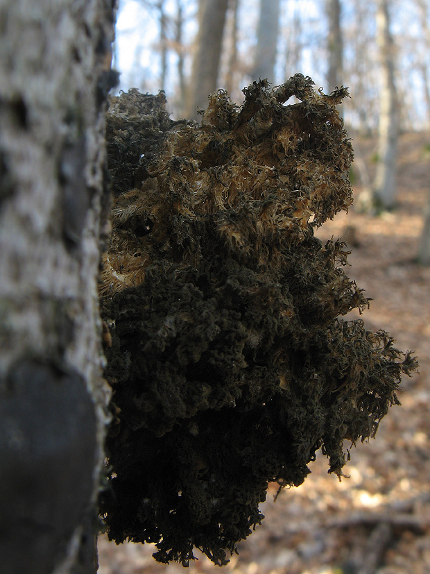 koralovec bukový Hericium coralloides (Scop.) Pers.