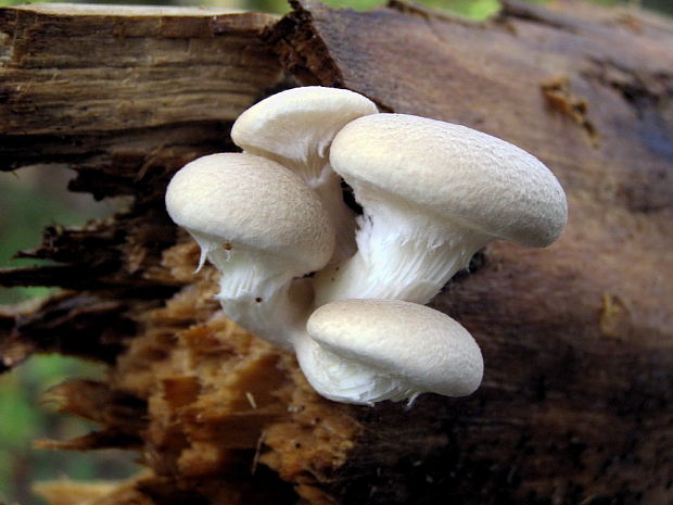 hliva dubová Pleurotus dryinus (Pers.) P. Kumm.