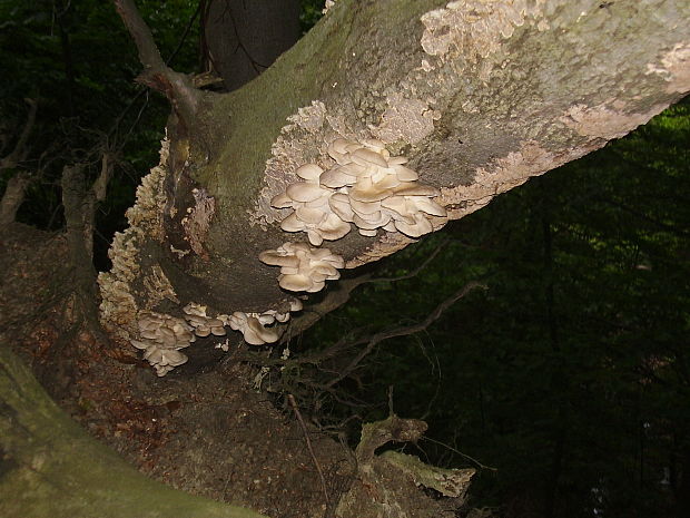 hliva ustricovitá Pleurotus ostreatus (Jacq.) P. Kumm.