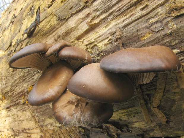 hliva ustricovitá Pleurotus ostreatus (Jacq.) P. Kumm.