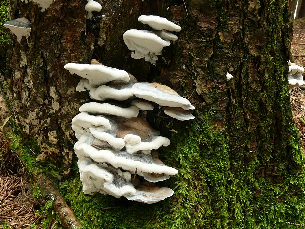 šťavnatec modrastý Cyanosporus caesius (Schrad.) McGinty