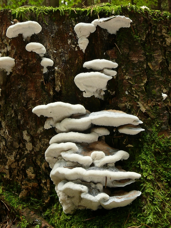 šťavnatec modrastý Cyanosporus caesius (Schrad.) McGinty