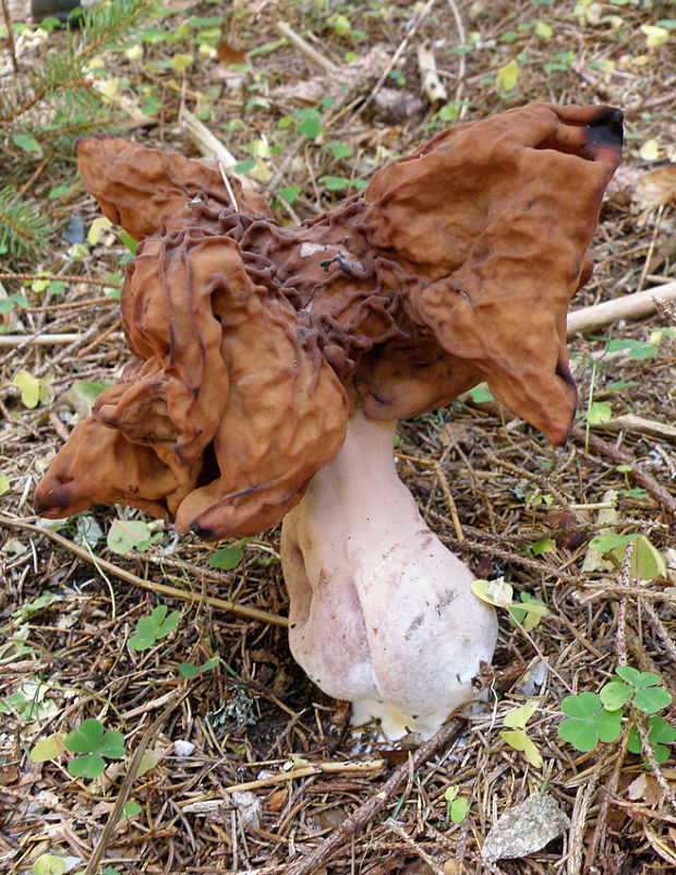 ušiak mitrovitý Gyromitra infula (Schaeff.) Quél.