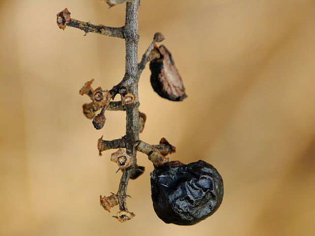 zob vtáčí Ligustrum vulgare L.