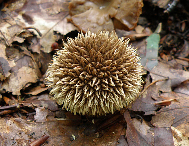 prášnica pichliačová Lycoperdon echinatum Pers.