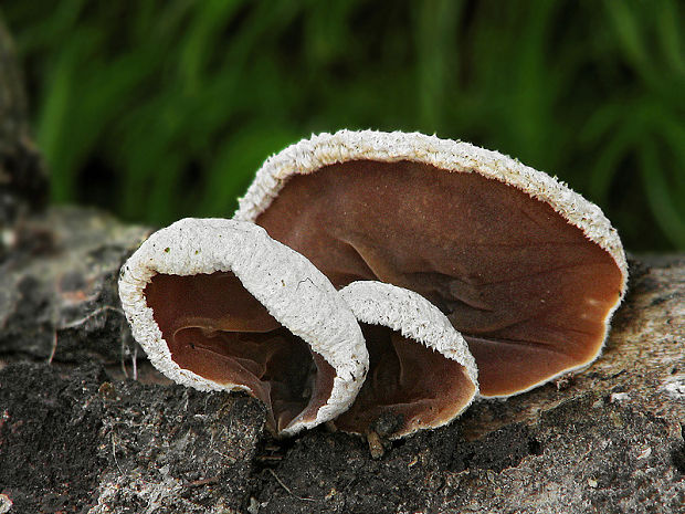 škľabka plstnatá Schizophyllum amplum (Lév.) Nakasone