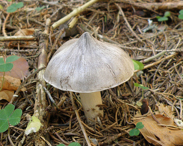 čírovka štipľavá Tricholoma virgatum (Fr.) P. Kumm.