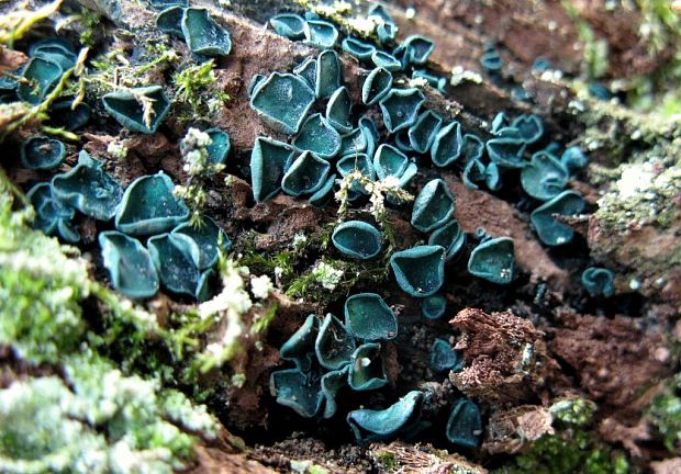 zelenica Chlorociboria sp.