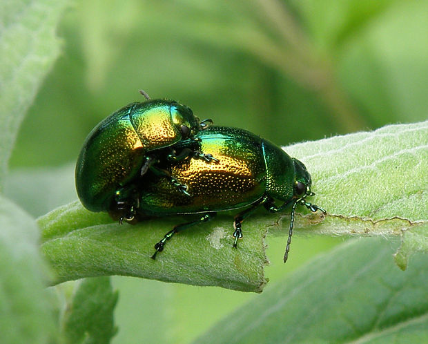 liskavka mätová / mandelinka mátová Chrysolina herbacea Duftschmid, 1825