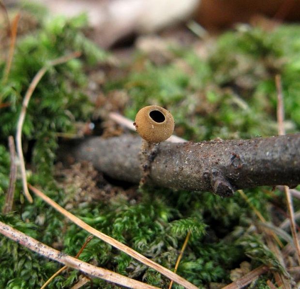 jahňadka ? Ciboria sp.