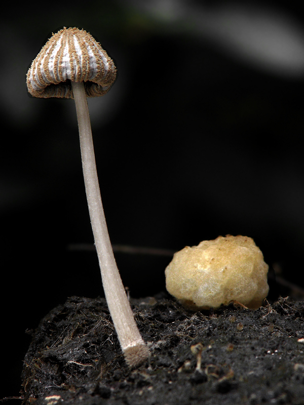 hnojník zúbkatý Coprinopsis cordispora (T. Gibbs) Watling & M.J. Richardson