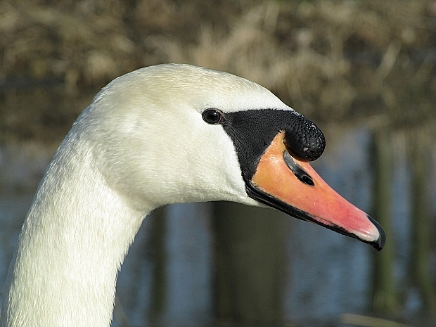 labuť hrbozobá- labuť velká Cygnus olor