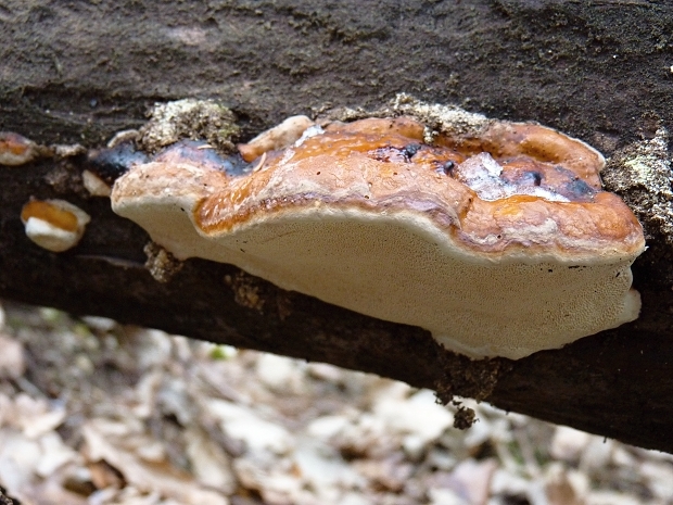 práchnovček pásikavý Fomitopsis pinicola (Sw.) P. Karst.