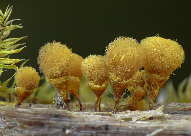 vlasovníčka kyjačikovitá Hemitrichia clavata (Pers.) Rostaf.