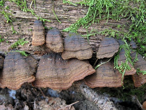 kožnačka hrdzavohnedá Hymenochaete rubiginosa (Dicks.) Lév.