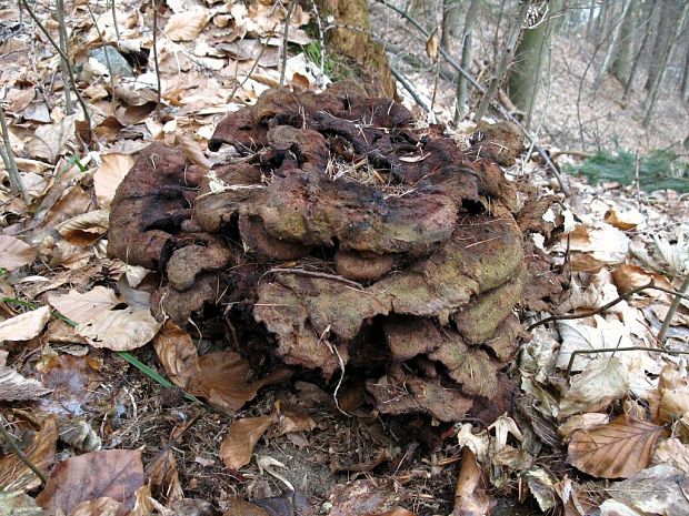 vejárovec obrovský Meripilus giganteus (Pers.) P. Karst.