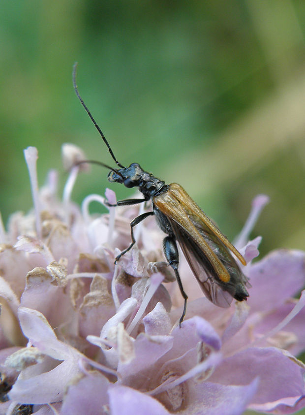 stehnáč / stehenáč ♂ Oedemera femorata Scopoli, 1763