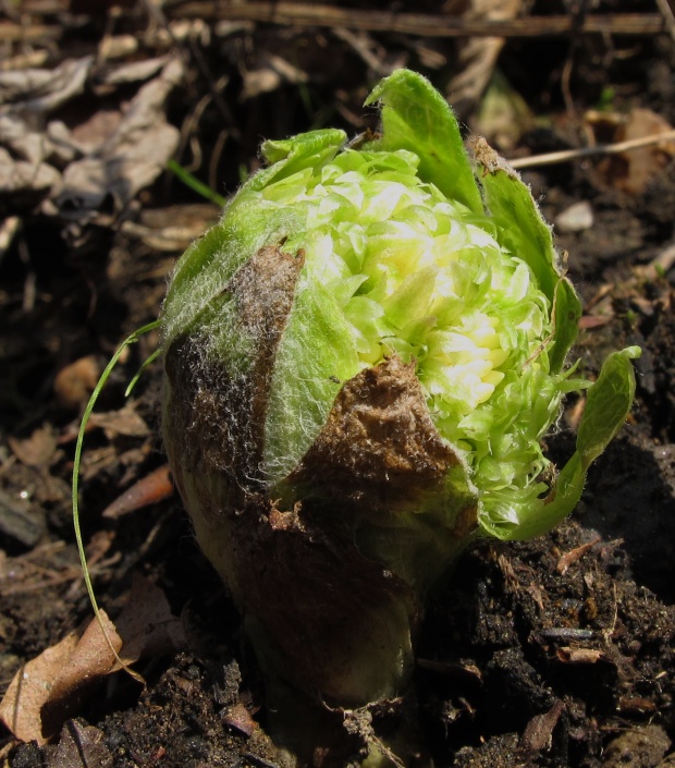 deväťsil biely Petasites albus (L.) P. Gaertn.