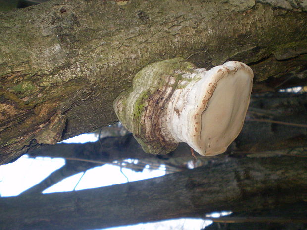 ohňovec obyčajný Phellinus igniarius (L.ex Fr.) Quél.