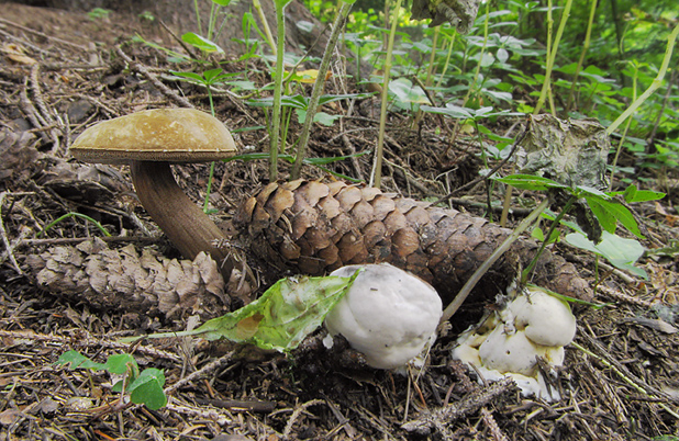 tmavohríb obyčajný Porphyrellus porphyrosporus (Fr. & Hök) E.-J. Gilbert