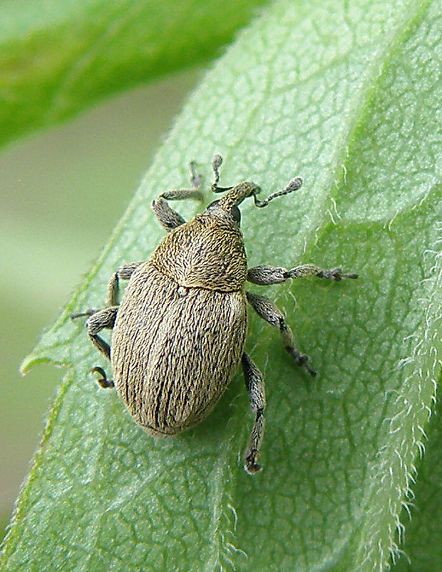 nosánik / nosatec Sibinia viscariae Linnaeus, 1761