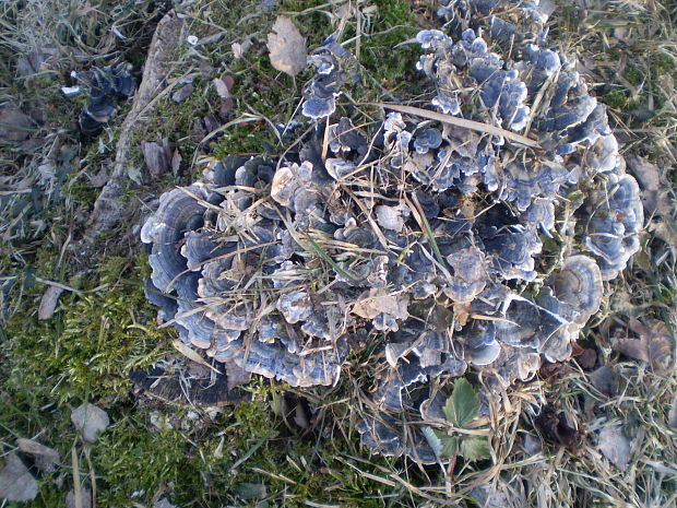 trúdnikovec pestrý Trametes versicolor (L.) Lloyd