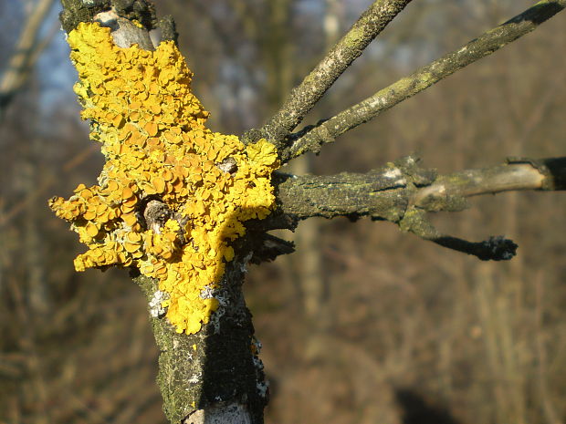 diskovník múrový Xanthoria parietina var. parietina