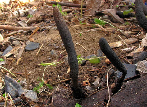 drevnatec štíhly Xylaria longipes Nitschke