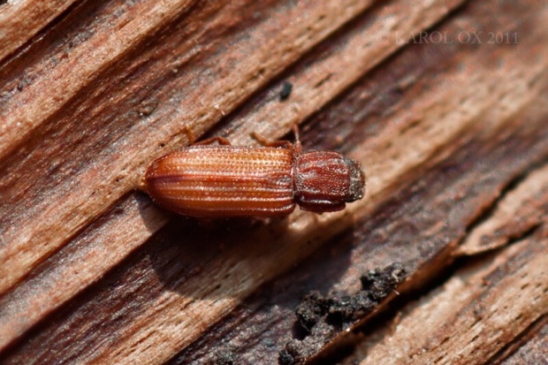 - Bitoma crenata