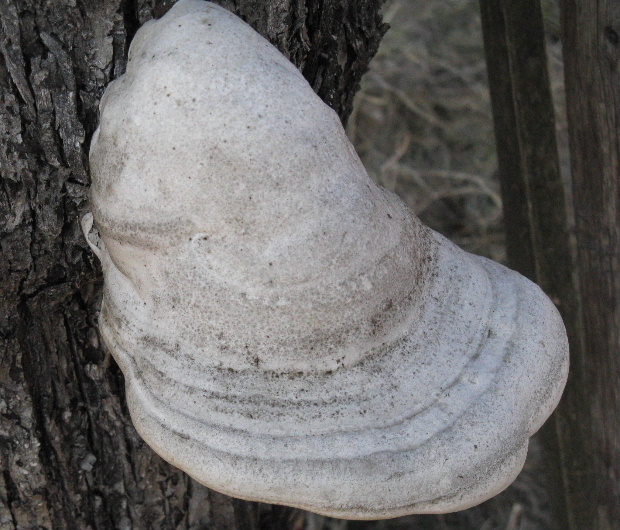 práchnovec kopytovitý Fomes fomentarius (L.) J.J. Kickx