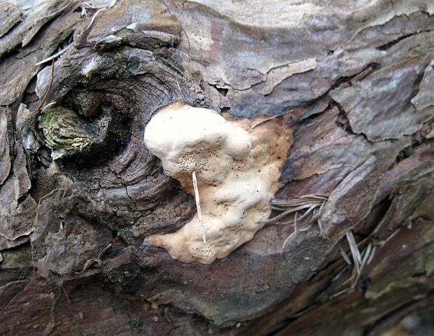 práchnovček pásikavý Fomitopsis pinicola (Sw.) P. Karst.