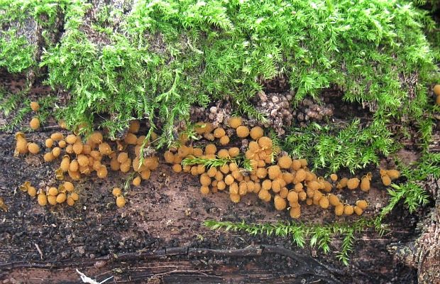 vlasovníčka kyjačikovitá Hemitrichia clavata (Pers.) Rostaf.