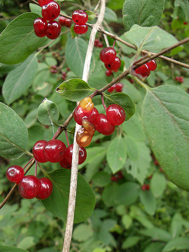 zemolez obyčajný Lonicera xylosteum L.