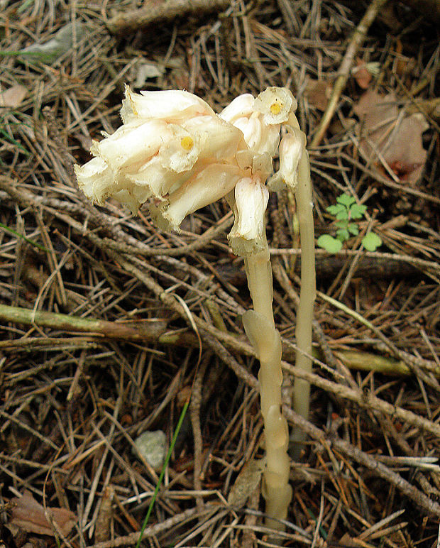 hniliak smrekový Monotropa hypopitys L.