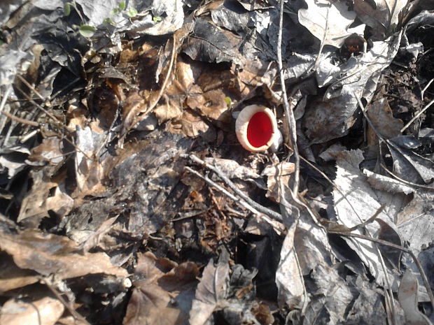 ohnivec šarlátový Sarcoscypha coccinea (Gray) Boud.