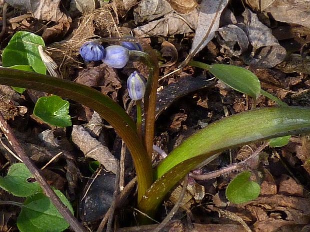 scila Scilla drunensis subsp. spetana