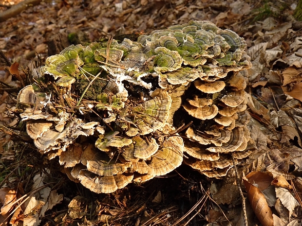 trúdnikovec pestrý Trametes versicolor (L.) Lloyd