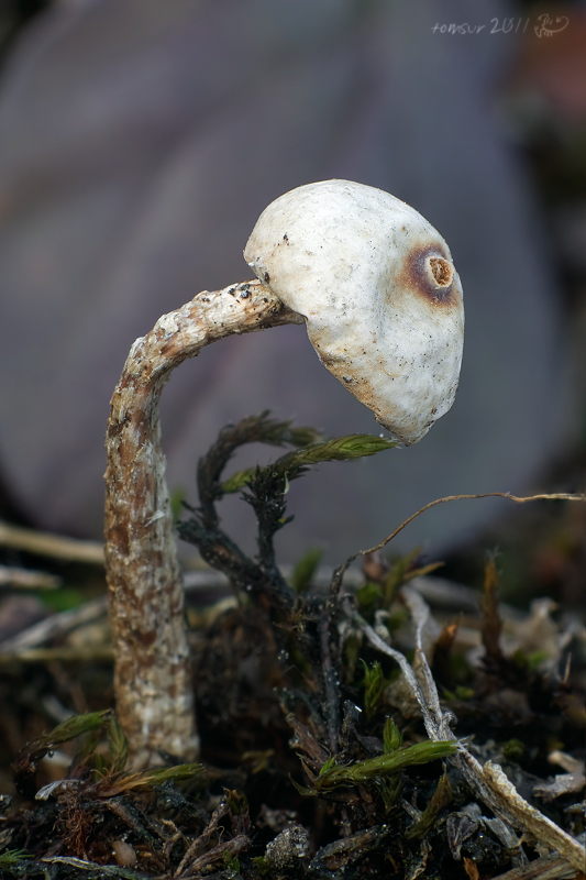 stopkovec zimný Tulostoma brumale Pers.