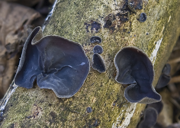 uchovec bazový Auricularia auricula-judae (Bull.) Quél.