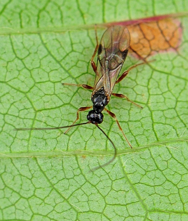 lumčík Braconid sp.