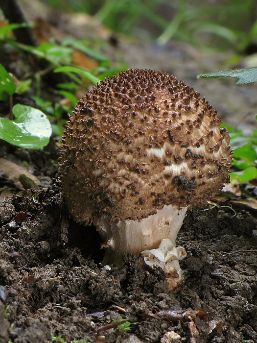 bedlička ostrošupinatá Echinoderma asperum (Pers.) Bon