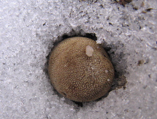 srnka ježatá Elaphomyces muricatus Fr.