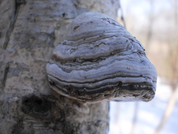 práchnovec kopytovitý Fomes fomentarius (L.) J.J. Kickx