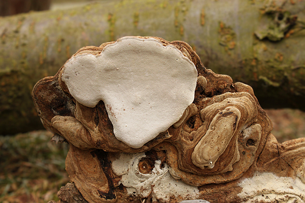 lesklokôrovka plochá Ganoderma applanatum (Pers.) Pat.