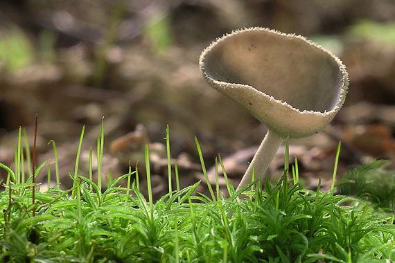 chriapač Helvella sp.