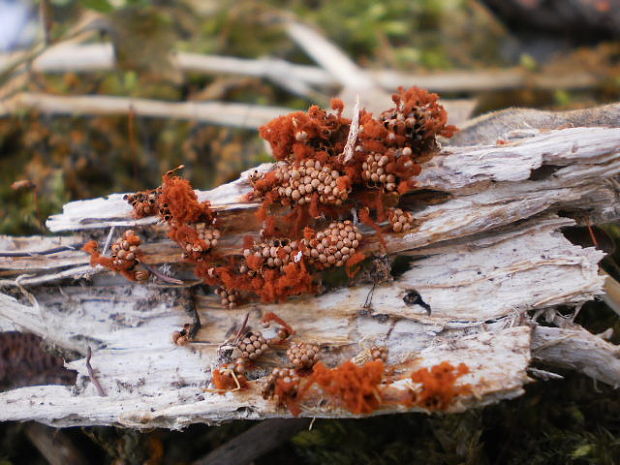 vlásovnička Metatrichia sp.