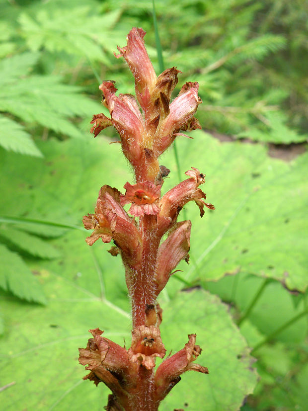 záraza červenožltá Orobanche flava F. W. Schultz